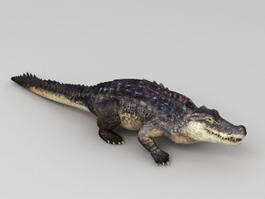 Animated Crocodile 3d model preview
