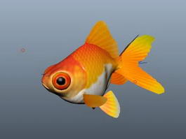 Fancy Goldfish 3d model preview