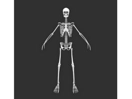 Human Body Skeleton 3d model preview