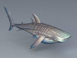 Whale Shark 3d model preview