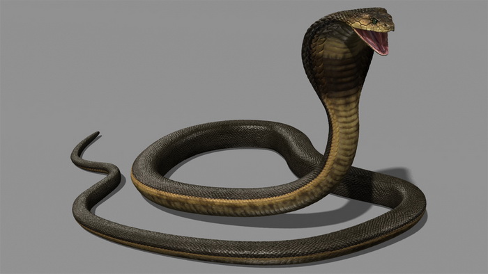 Cobra Snake 3d model Object files free download - modeling 44849 on CadNav