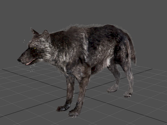 Animated Black Wolf 3d rendering