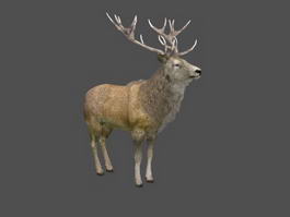Animated Stag Deer 3d model preview