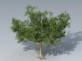 Banyan Tree 3d model preview
