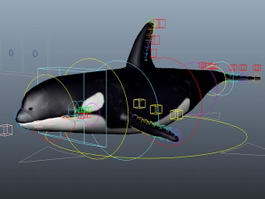 Killer Whale Rig 3d preview