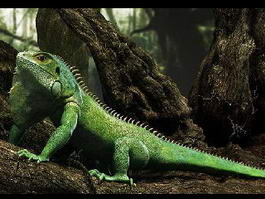 Green Anole Lizard 3d model preview