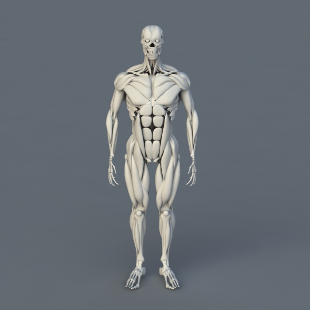 Human Body Bones and Muscles 3d rendering