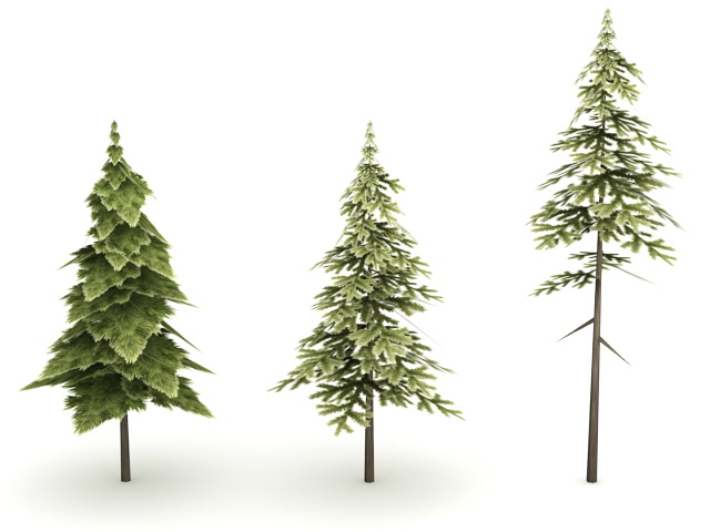 Pine Trees 3d rendering