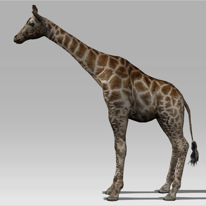 Giraffe Animal Rigged 3d model Collada Autodesk FBX files 