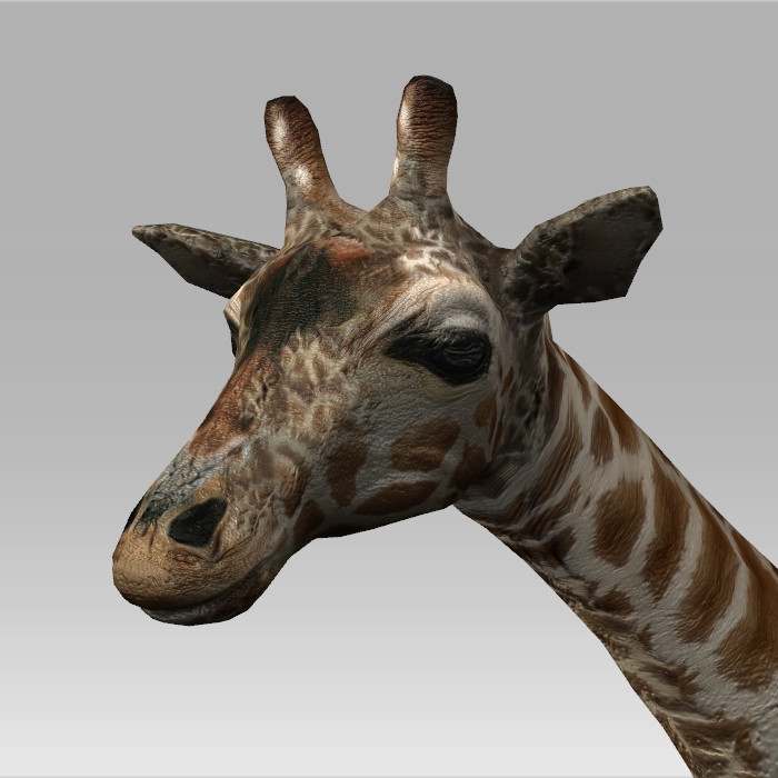 Giraffe Animal Rigged 3d model Collada,Autodesk FBX files