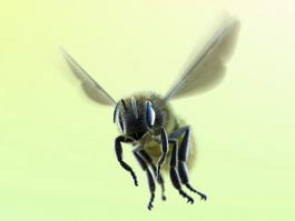 Honey Bee 3d model preview