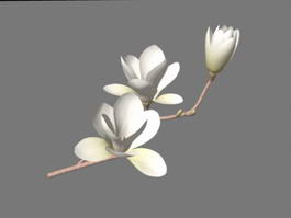 Southern Magnolia Flowers 3d model preview
