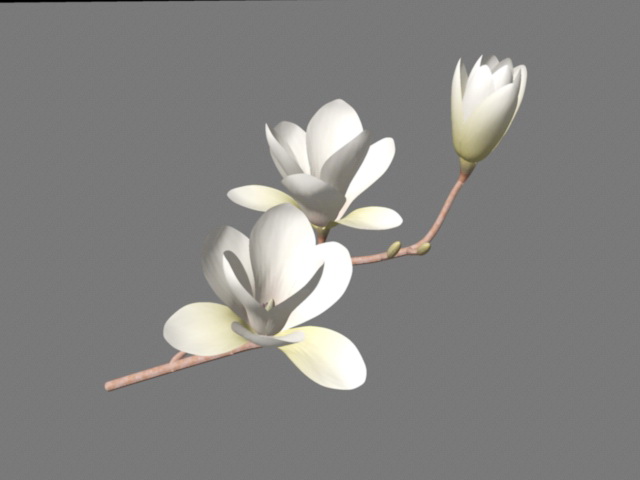Southern Magnolia Flowers 3d rendering