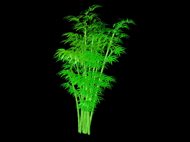 Green Bamboo Plants 3d rendering