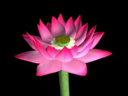 Beautiful Lotus Flower 3d model preview