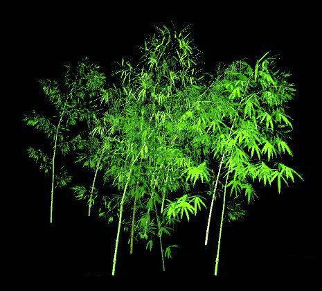 Outdoor Bamboo Plants 3d rendering
