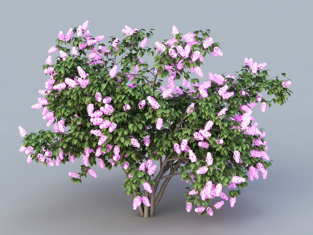 Purple Lilac Tree 3d rendering