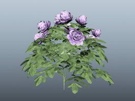 Purple Peony Plant 3d model preview