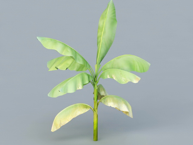 Banana Leaf Plant Tree 3d rendering