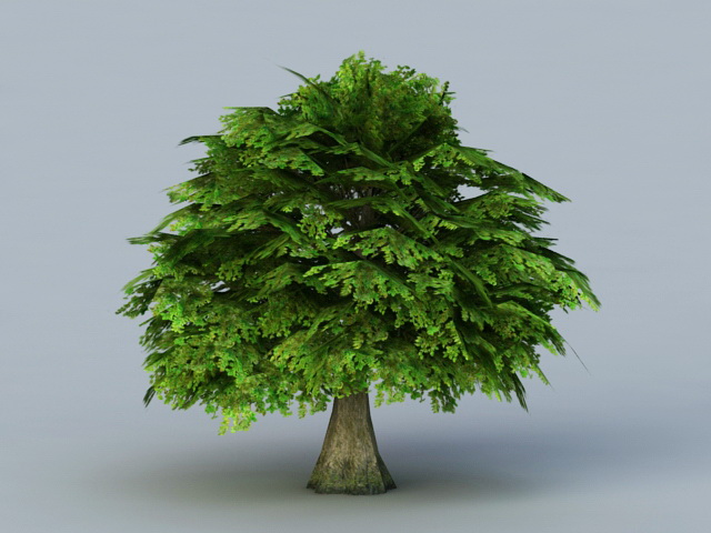 Tree with Leaves 3d rendering