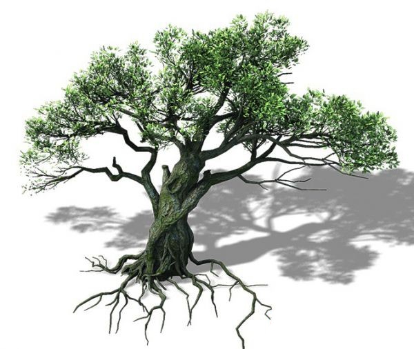 Tree with Roots 3d rendering
