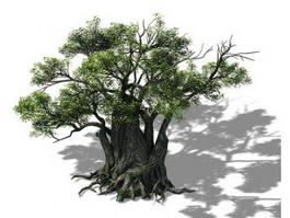 Thousand Year Old Tree 3d model preview