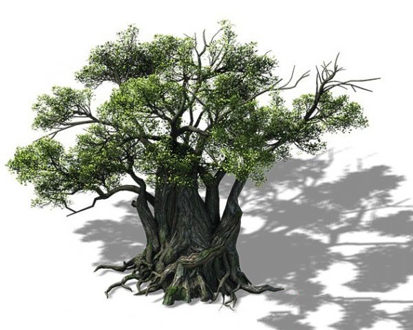 Thousand Year Old Tree 3d rendering