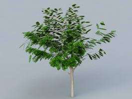 Small Acacia Tree 3d model preview