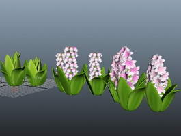 Spring Bulb Hyacinth Flower 3d model preview
