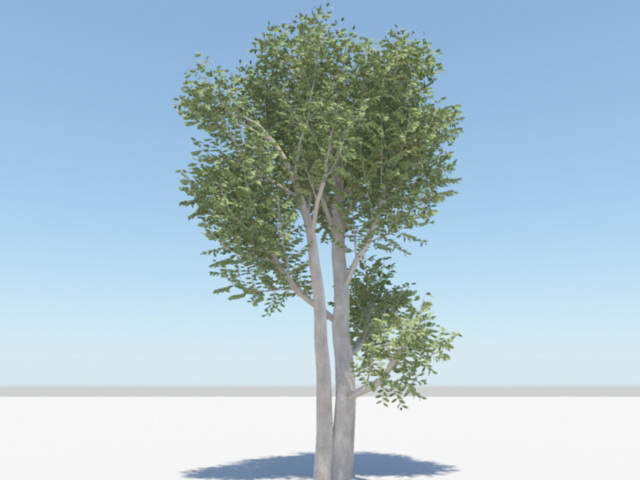 Mango Tree 3d rendering