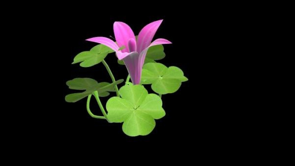 Clover Plant with Flower 3d rendering