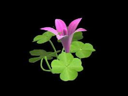 Clover Plant with Flower 3d model preview