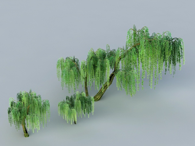 Weeping Willow Trees 3d rendering