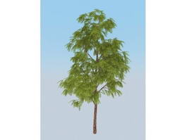 Black Acacia Tree 3d model preview