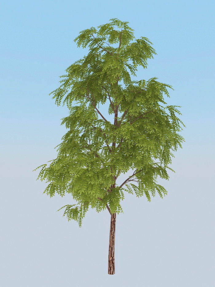 Black Acacia Tree 3d rendering