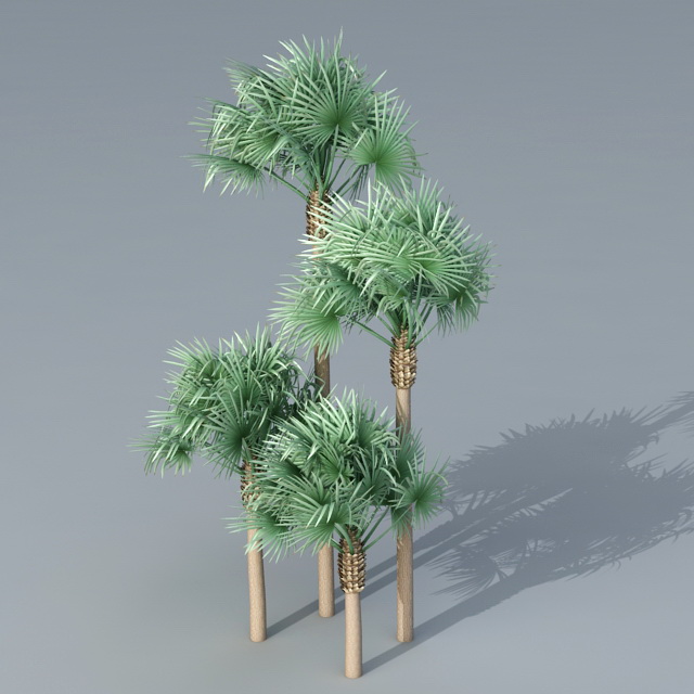 Fan Palm Trees 3d rendering