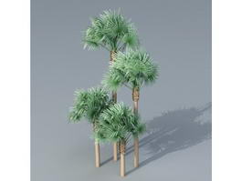 Fan Palm Trees 3d model preview
