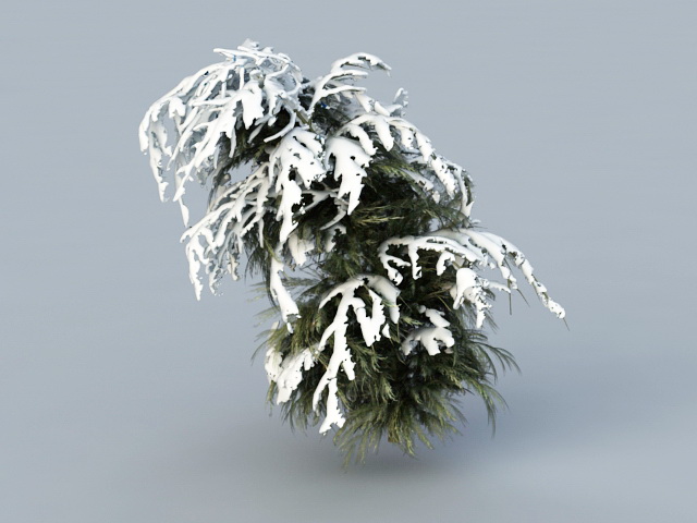 Winter Cedar Tree 3d rendering