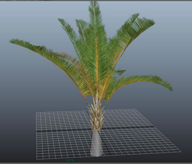 Raphia Palm Trees 3d rendering