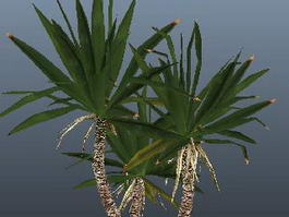 Yucca Tree Plant 3d model preview