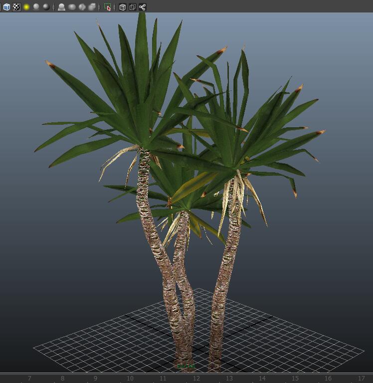 Yucca Tree Plant 3d rendering
