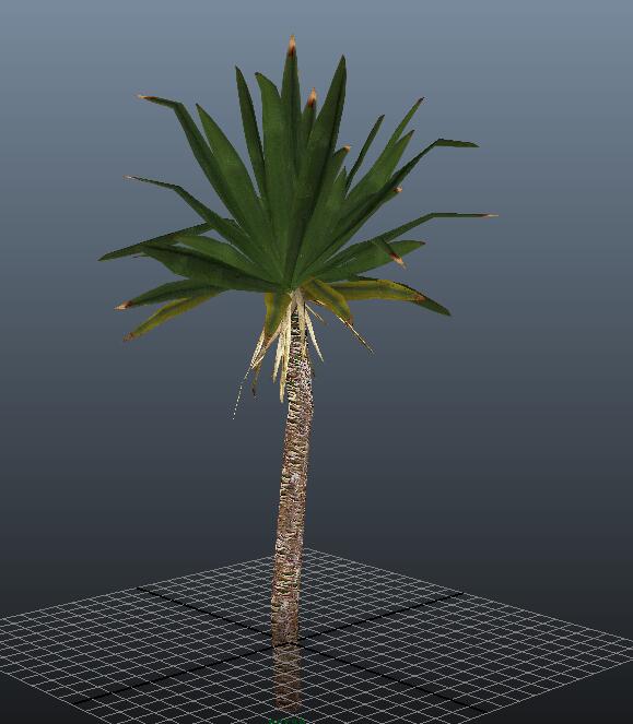 Yucca Tree Plant 3d rendering