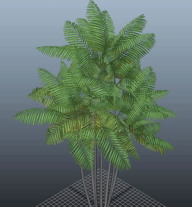 Macarthur Palm Tree 3d rendering