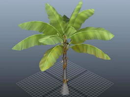 Three Banana Tree 3d model preview