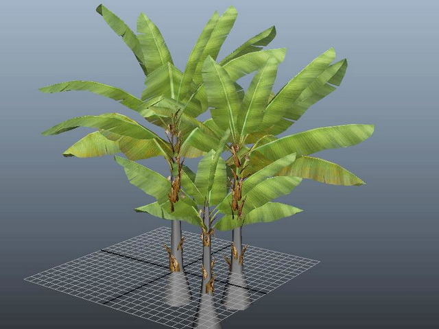 Three Banana Tree 3d rendering