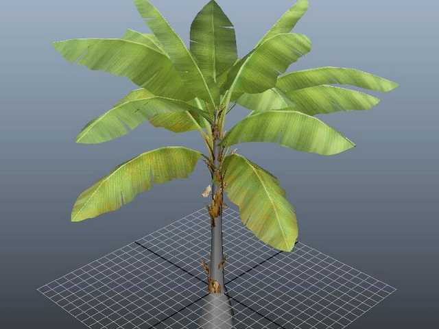 Three Banana Tree 3d rendering