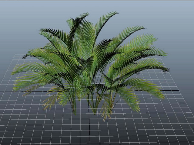 Cat Palm Plant 3d rendering