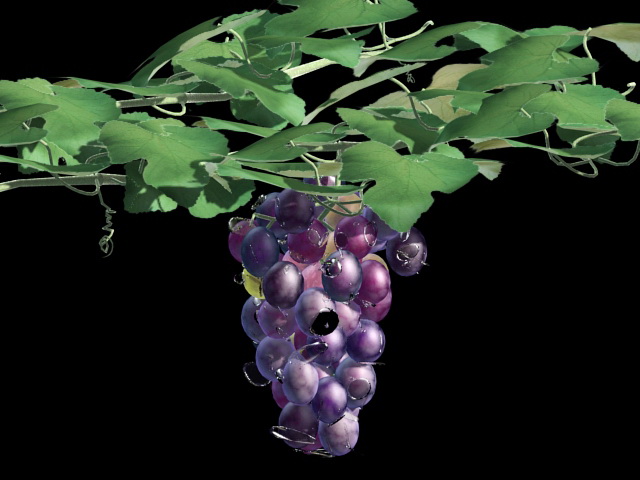 Grape Vine with Fruit 3d rendering