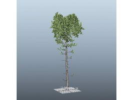 Tall Pine Tree 3d model preview