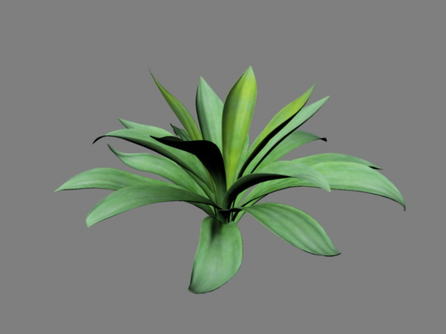 Furcraea Plant 3d rendering